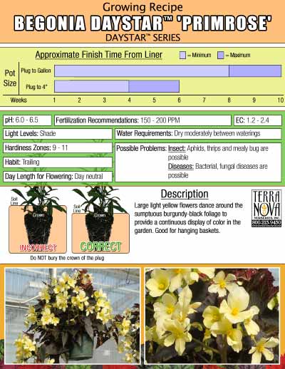 Begonia DAYSTAR™ 'Primrose' - Growing Recipe