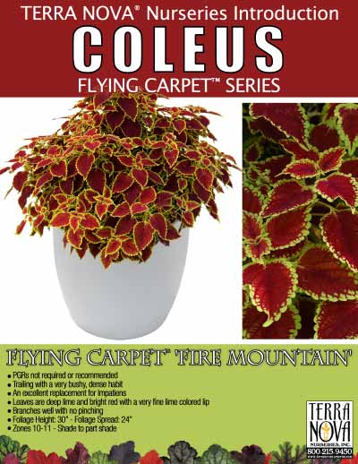 Coleus FLYING CARPET™ 'Fire Mountain' - Product Profile