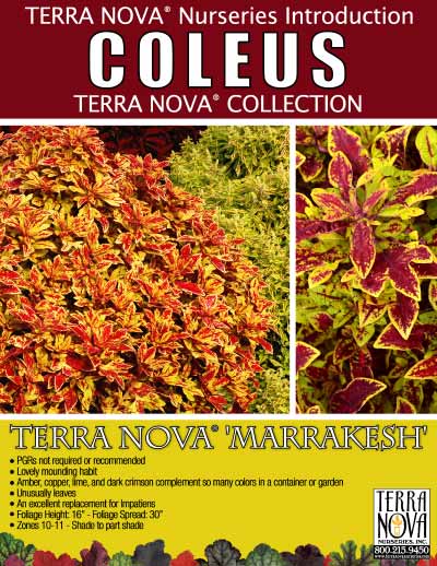 Coleus TERRA NOVA® 'Marrakesh' - Product Profile